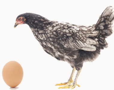 Forskningen slår fast: Ägget kom före hönan
