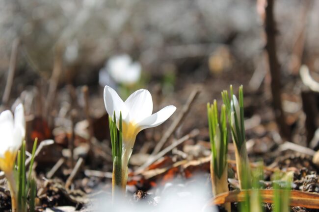 header krokus